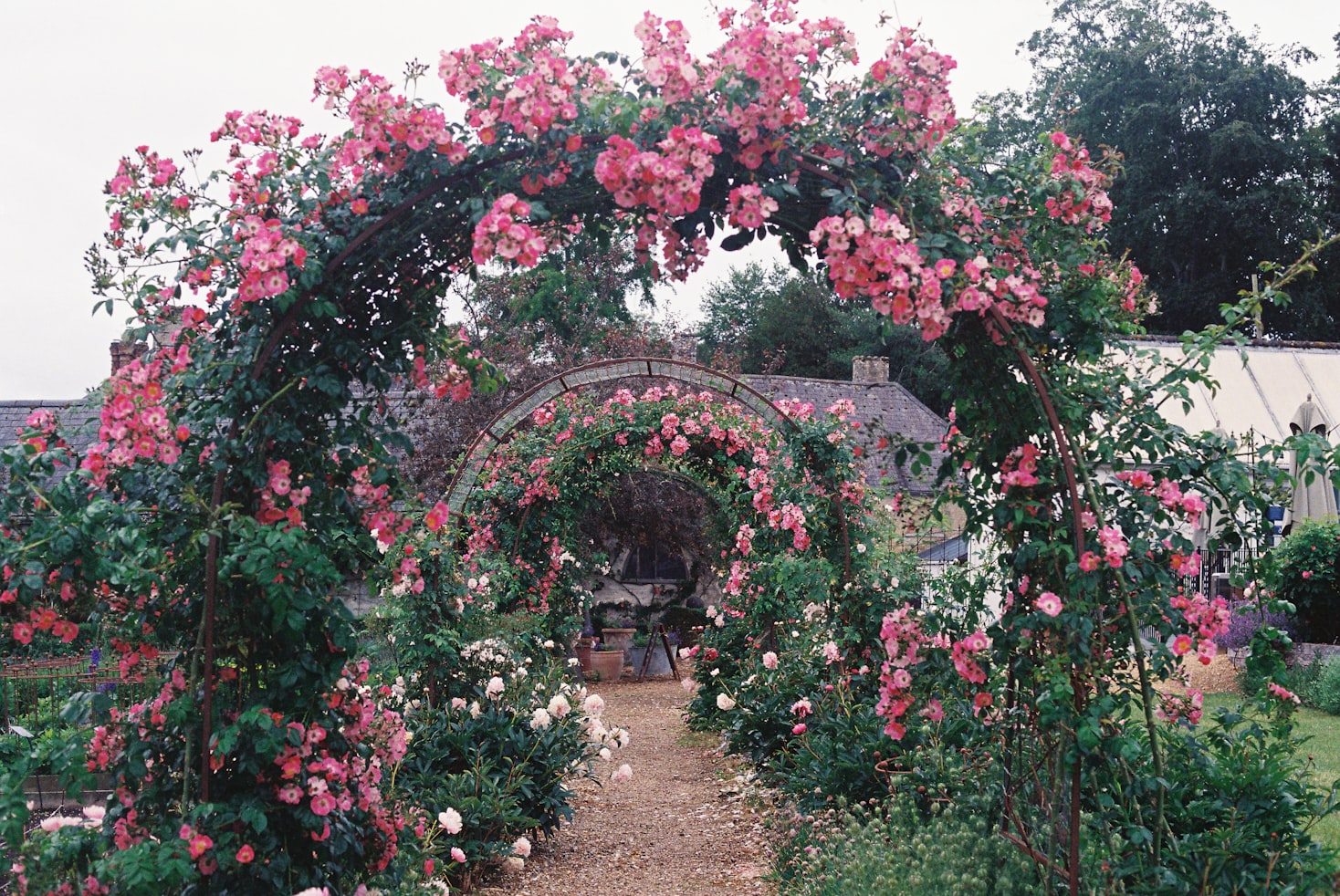 Bougainvillea arch walkway